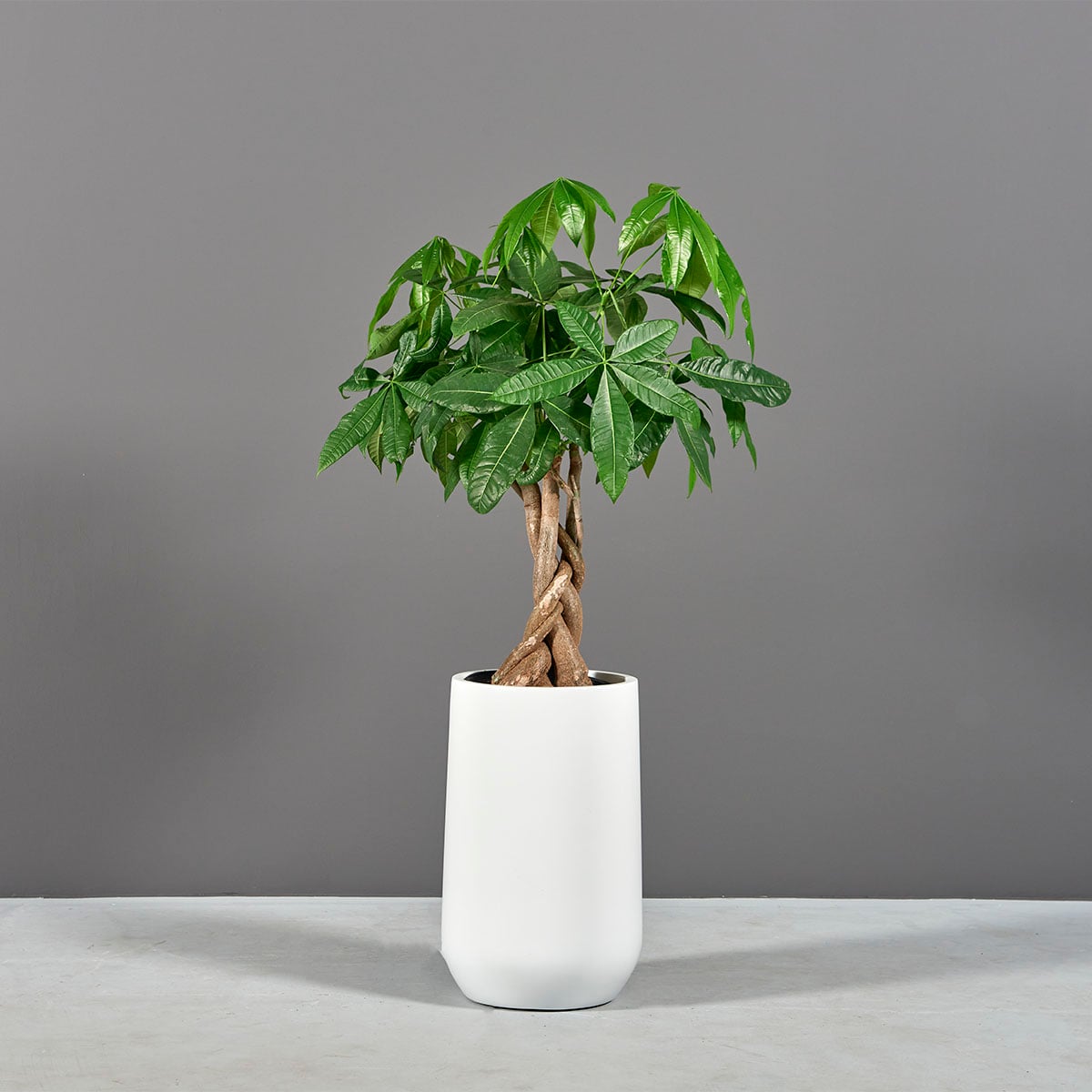 Hayden Tapered Round Planter