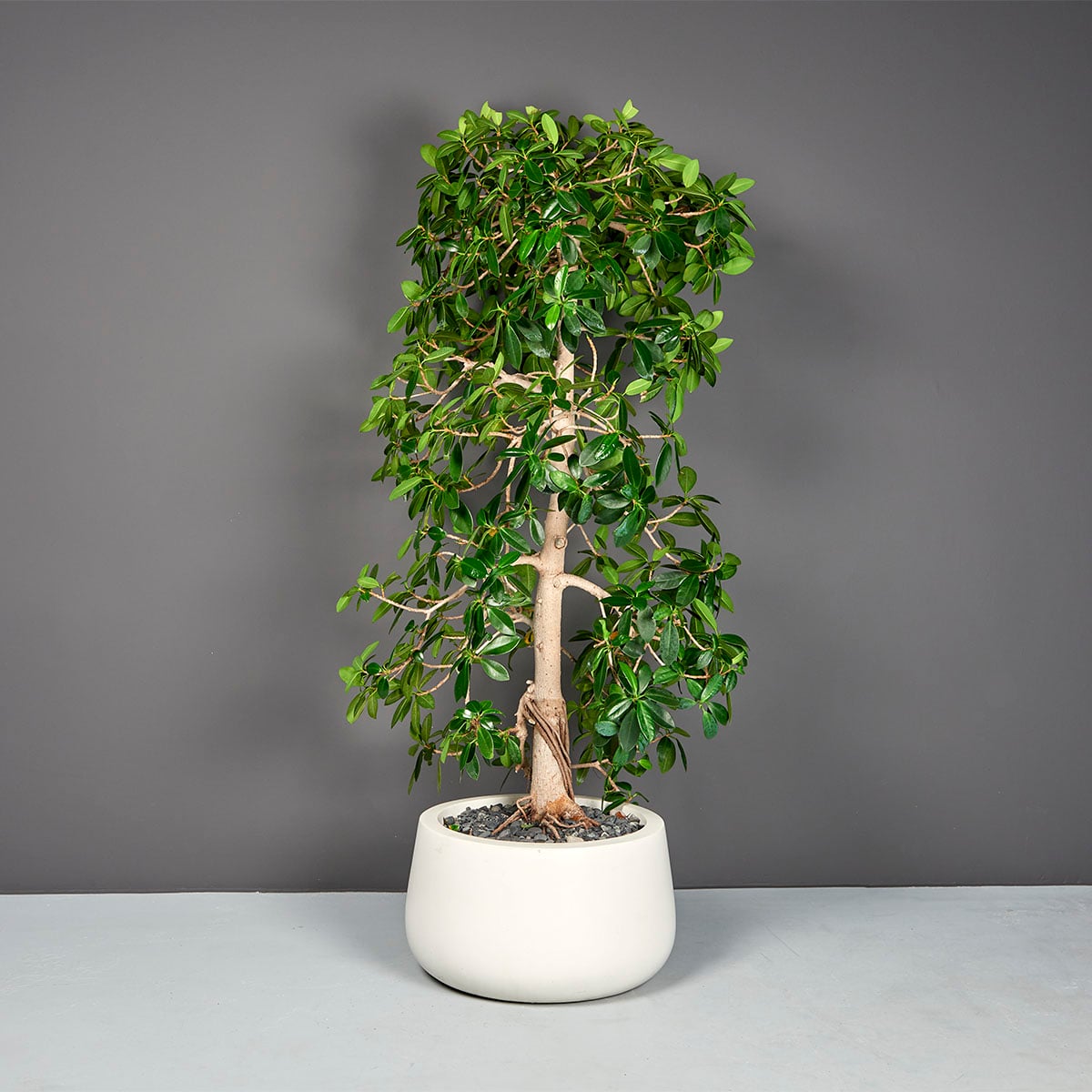 Short Hayden Tapered Round Planter