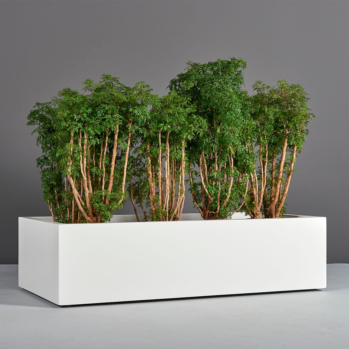 Antwerp Wide Rectangular Planter