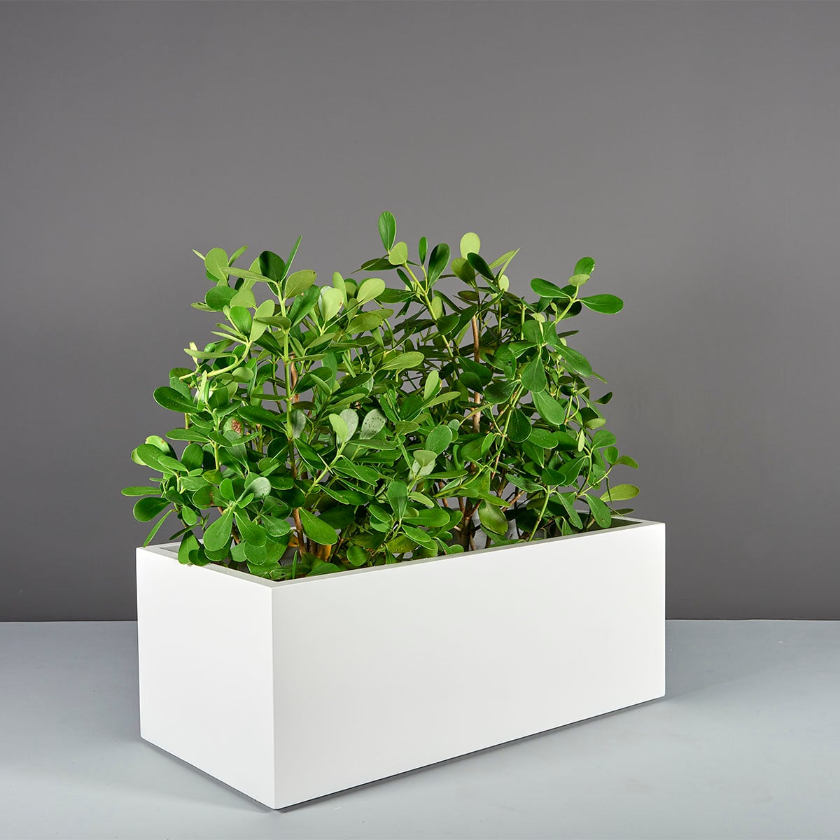 Torino Wide Rectangle Planter