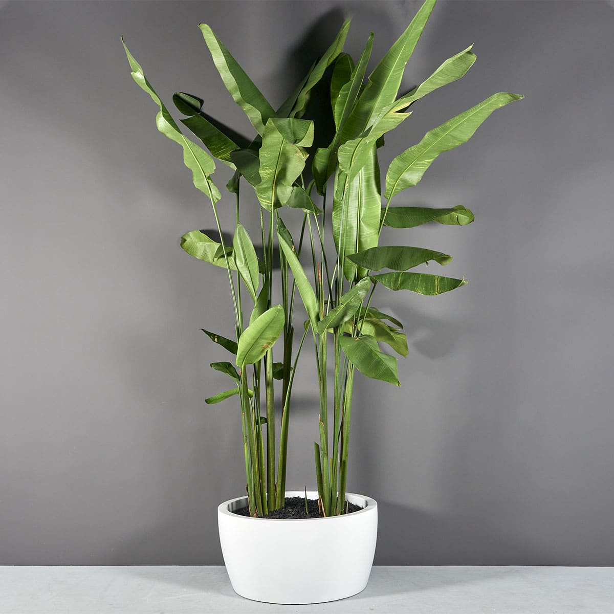 Casablanca Bowl Planter