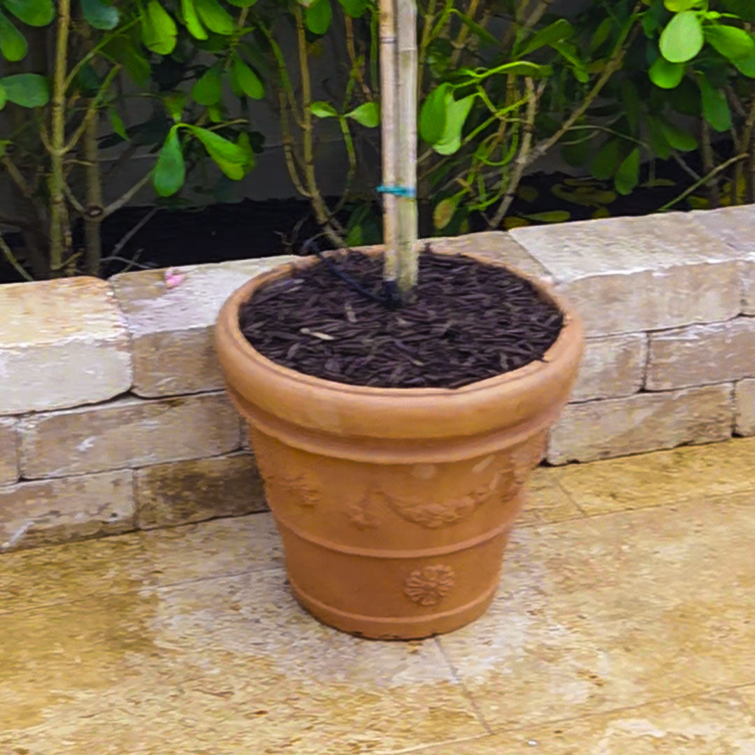 Close-up of the Garland Rim terra cotta planter showing its decorative floral details and planted tree