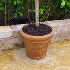 Close-up of the Garland Rim terra cotta planter showing its decorative floral details and planted tree