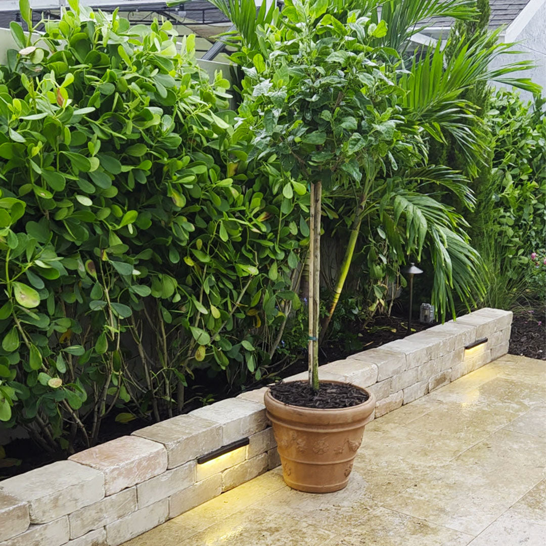Garland Rim Italian terra cotta planter with a small tree beside lush tropical landscaping